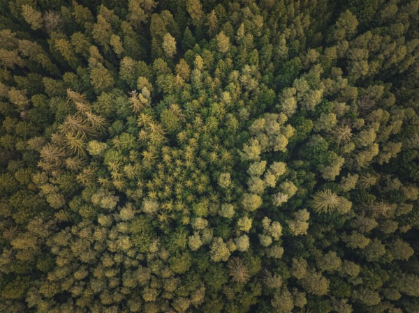 Aerial view of a forest with different tree species, Unterhaugstett, Black Forest, Calw district, Germany, Europe