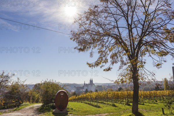 Viewpoint over the Proschwitz vineyards to Albrechtsburg Castle and Meissen Cathedral, Saxony, Germany, Europe