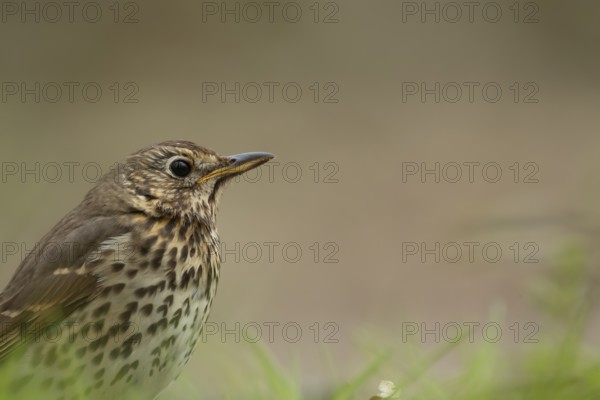 Song thrush (Turdus philomelos) adult bird head portrait, England, United Kingdom, Europe