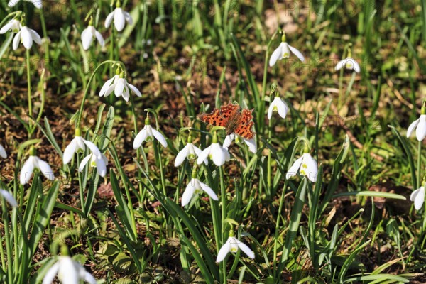 C-moth (Polygonia c-album, Nymphalis c-album), snowdrop (Galanthus) in sunlight, Höxter, Weserbergland, Germany, Europe