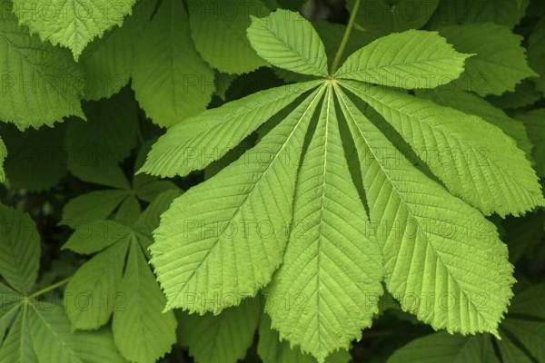 Spring leaf of a horse chestnut (Aesculus hippocastanum), Bavaria, Germany, Europe