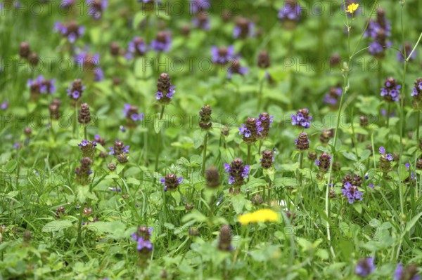Common selfheal (Prunella), Bavaria, Germany, Europe