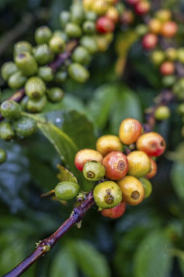 Coffea arabica fruit, Cocora Valley, Salento, Quindio, Colombia, South America