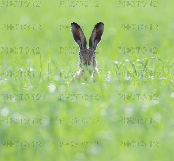 European hare (Lepus europaeus) sitting in a grain field and looking attentively, wildlife, Thuringia, Germany, Europe