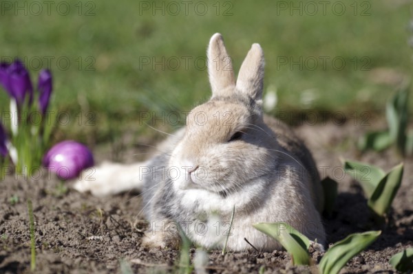 Rabbit (Oryctolagus cuniculus domestica), Easter, lying, crocuses, Easter egg, A rabbit lies relaxed in the garden. Crocuses and a colourful Easter egg can be seen in the background