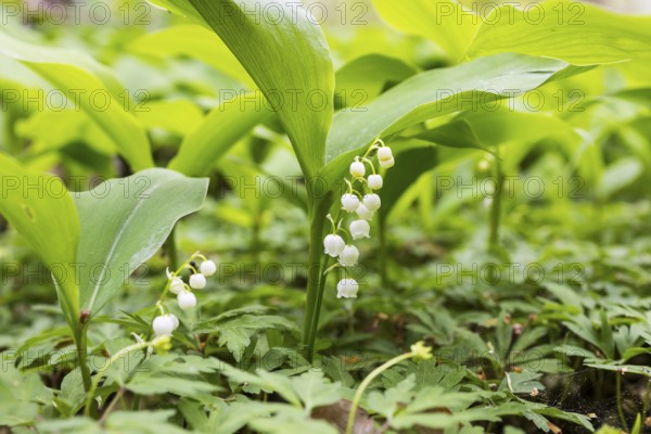 Flowering lily of the valley (Convallaria majalis) in the forest near Moritzburg, Saxony, Germany, Europe