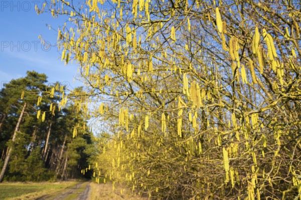 Common hazel (Corylus avellana) also known as hazel bush or hazelnut bush, male, yellow inflorescences, catkins, blue sky, Lower Saxony, Germany, Europe