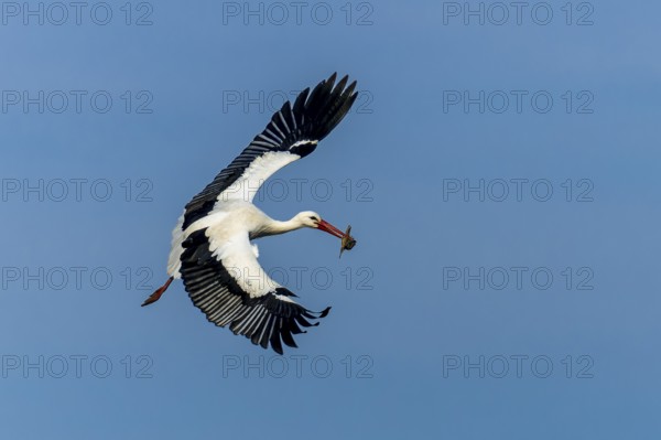 A flying stork carries its prey in its beak across the clear sky, white stork (Ciconia ciconia), wildlife, Germany, Europe