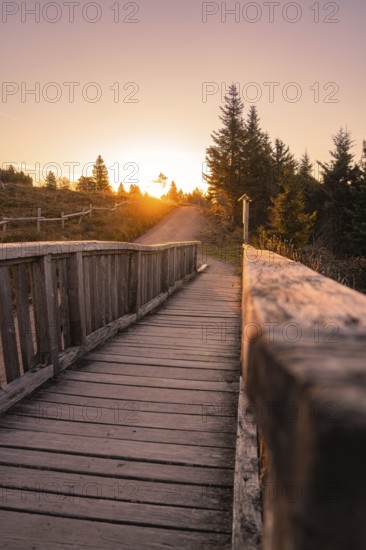 Wooden path in the forest during sunset, a peaceful nature scene, Black Forest, Germany, Europe