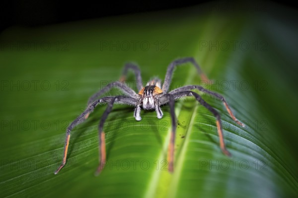Getazi comb spider or Getazi banana spider (Cupiennius tazi), adult male sitting on a leaf at night, at night in the tropical rainforest, Refugio Nacional de Vida Silvestre Mixto Bosque Alegre, Alajuela province, Costa Rica, Central America