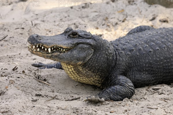 Mississippi Alligator (Alligator mississippiensis), pike alligator, adult, friendly, portrait, smiling, on land, in the sand, Florida, USA, North America
