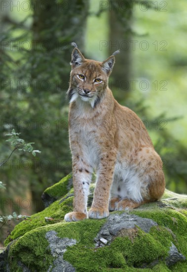 Eurasian lynx (Lynx lynx) sits on a moss-covered rock in the forest and looks attentively, Germany, Europe