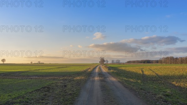 View along a country lane in the evening light, clouds, blue sky, backlight, field, landscape photo, landscape format, nature photo, close-up, nature photo, Neustadt am Rübenberge, Lower Saxony, Germany, Europe