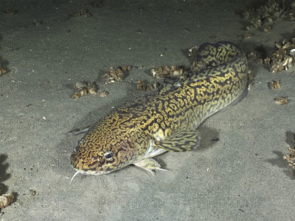 Tiger fish, burbot (Lota lota), resting on sandy bottom, dive site Steilwand, Wallhausen, Lake Constance, Germany, Europe