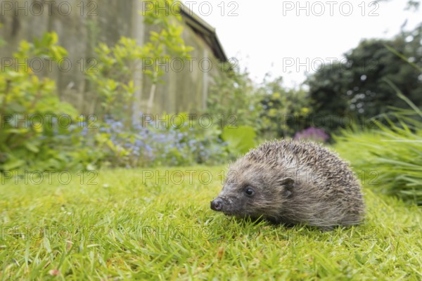 European hedgehog (Erinaceus europaeus) adult animal on a garden grass lawn in the spring, England, United Kingdom, Europe