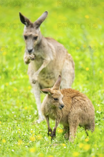 Eastern grey kangaroo (Macropus giganteus) on a meadow, Bavaria, Germany, Europe