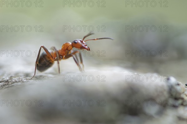 Wood ant (Formica) walking to the right on a blurred rock, antennae pointing forwards, macro, cropped, background light grey to light green, Carinthia, Austria, Europe