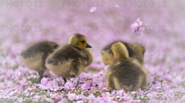 Canada goose chicks (Branta canadensis) four running through a meadow covered with pink cherry blossoms, daisies, flowers flying through the air, blurred pink background, Rombergpark, Dortmund, North Rhine-Westphalia, Germany, Europe