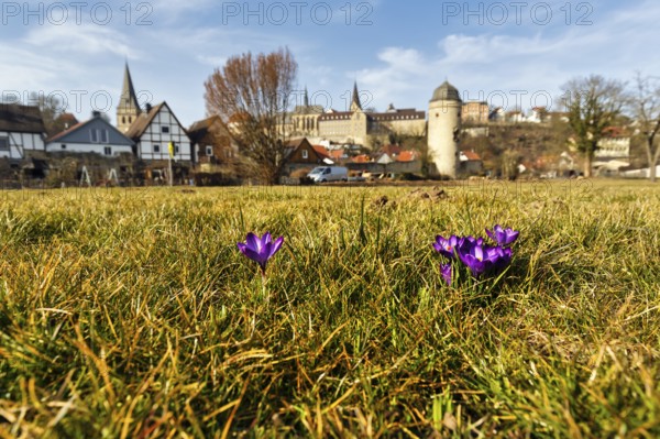 Crocuses in a meadow, town panorama, old town, Hanseatic town of Warburg, Warburger Börde, Upper Weser Uplands, Germany, Europe