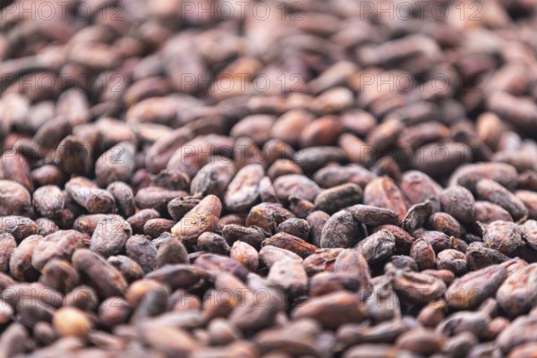 Cocoa beans drying, cocoa (Theobroma cacao), Costa Rica, Central America