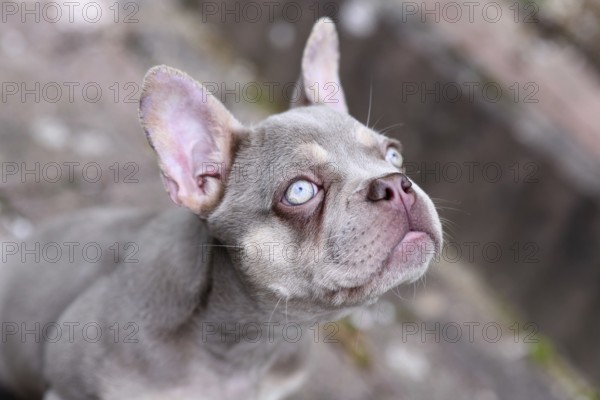 New Shade Isabella French Bulldog dog with very light blue eyes