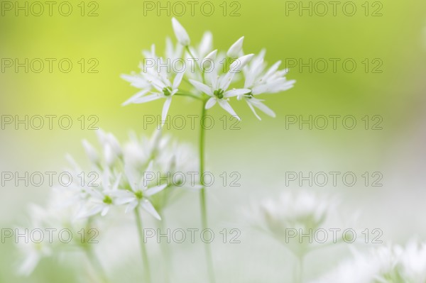 Wild garlic in flower (Allium ursinum), allium family (Allium), beech forest, Weiterdingen, Hegau, Baden-Württemberg, Germany, Europe