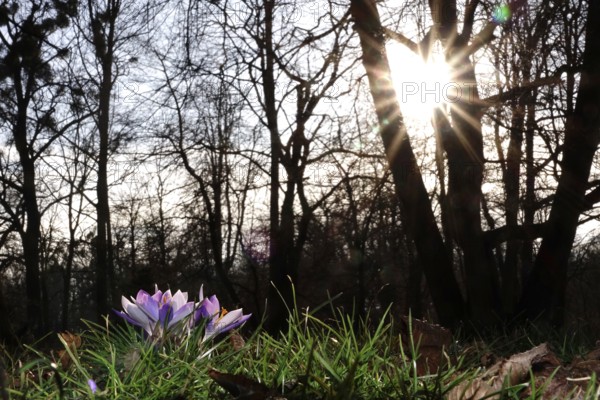 Crocuses, February, Germany, Europe