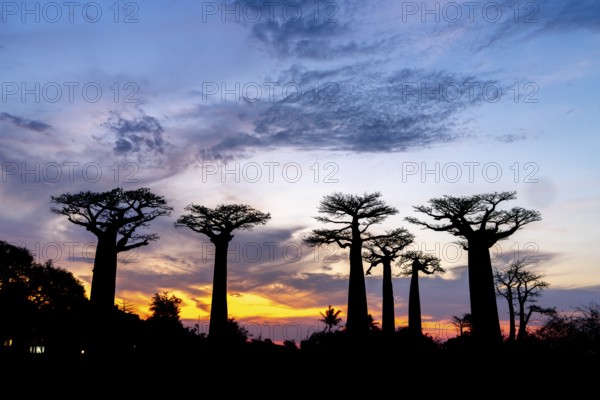 Baobabs (Adansonia) at sunset, baobab alley, Bemanonga, Menabe, Madagascar, Africa