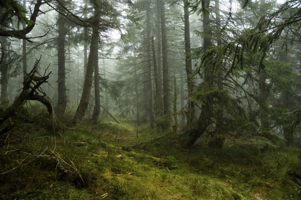 Mystical mountain spruce forest with fog in the Giant Mountains 12
