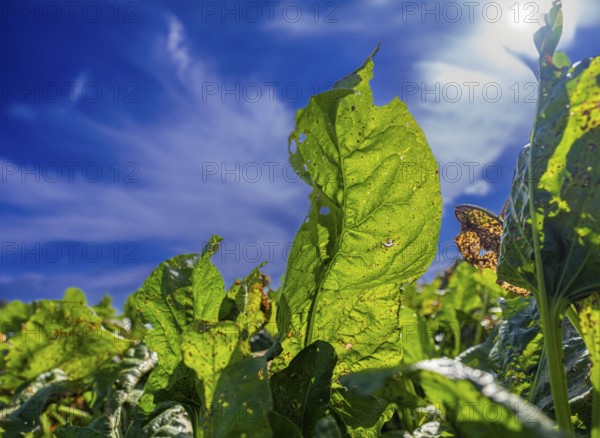 Leaves of sugar beet (Beta vulgaris subsp. vulgaris) on a field backlit against a blue sky, Braunschweig, Lower Saxony, Germany, Europe