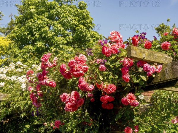 Pink climbing roses climbing lushly over a wooden pergola and standing out against the blue sky, Borken, münsterland, germany