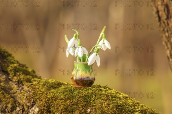 Snowdrop spring flowers. Still life with snowdrops on a sunny day. Snowdrops and sunshine. Wood and Snowdrops. Bulgaria