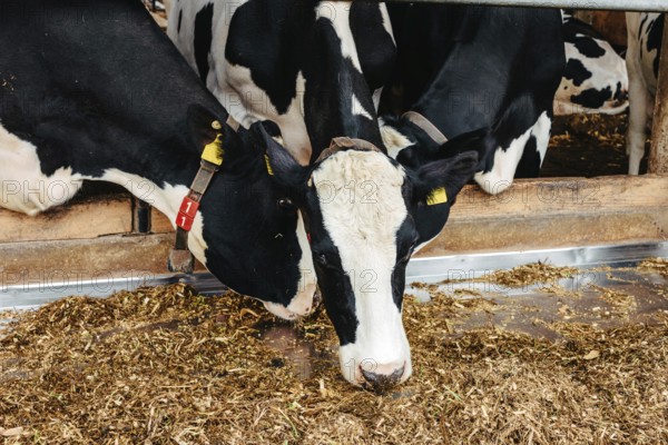 Calf cow in cage, caring on bio farm farming, feed hay grass silage pets, dairy cattle breeds, cowshed feeding. Fleckvieh breed, happy dairy cows of sustainable development. Suitable for both milk. Dairy cows feeding in a row. Cows eating in a modern barn. A cow in feeding shed being inquisitive
