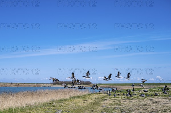 Flock of birds flying up on the shore of a lake, dynamic scene in nature, Greetsiel, Norden, East Frisia, Lower Saxony