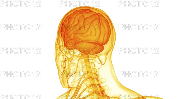 3D Illustration Concept of Central Organ of Human Nervous System Brain Anatomy