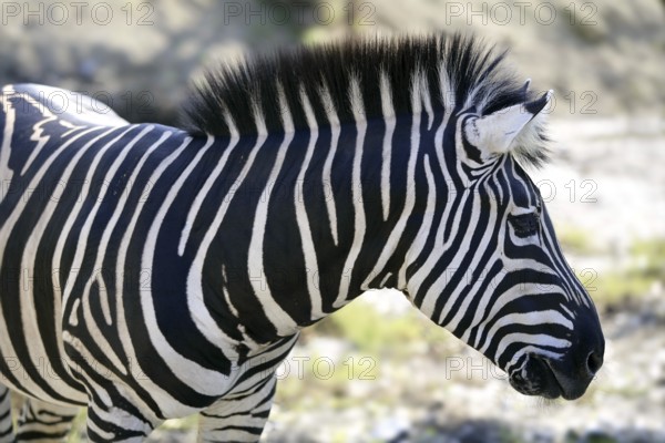 Beautiful african Zebra outdoor striped skin horse