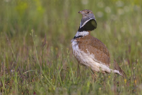 Little bustard (Tetrax tetrax) Outarde canepetière, Sisón Común, Hides De Calera / Great Bustard, Calera Y Chozas, Castilla La Mancha / Toledo, Spain, Europe