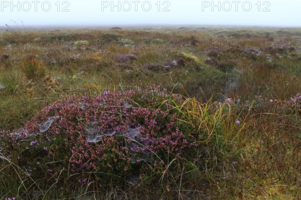 Peat bog, Isle of Lewis, Outer Hebrides, Scotland, United Kingdom, Europe