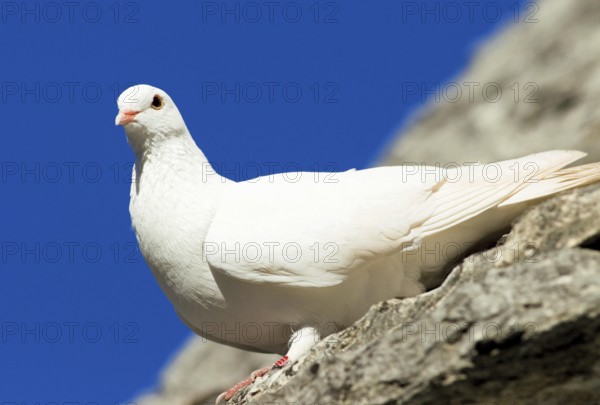 White pigeon on the storoof of a trullo house, Alberobello, Apulia, Italy, Europe
