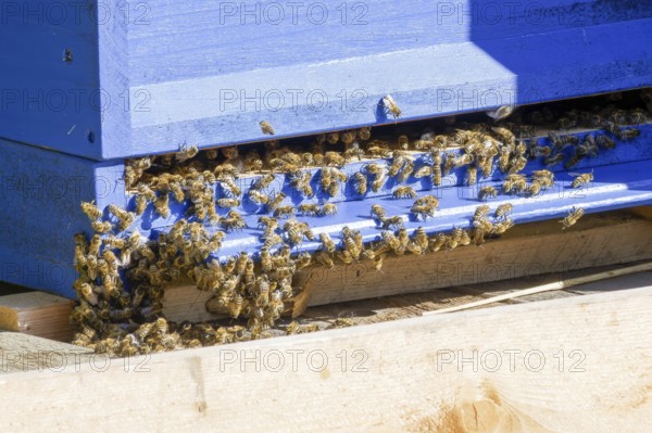 Bees in the hive in the sun