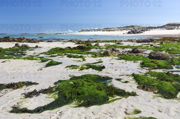 Seaweed on the beach on the Channel Island of Herm, UK