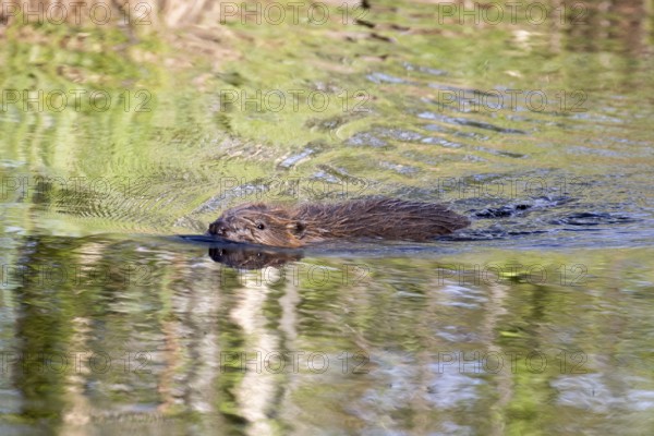 Swimming beaver in a bog in Sweden