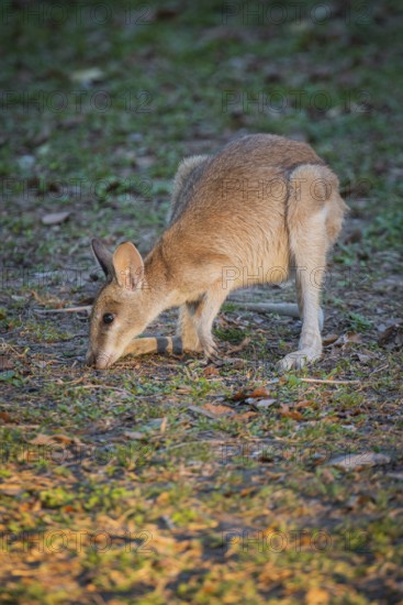 Agile Wallaby (Notamacropus agilis), Mary River National Park, Northern Territory, Australia, Oceania