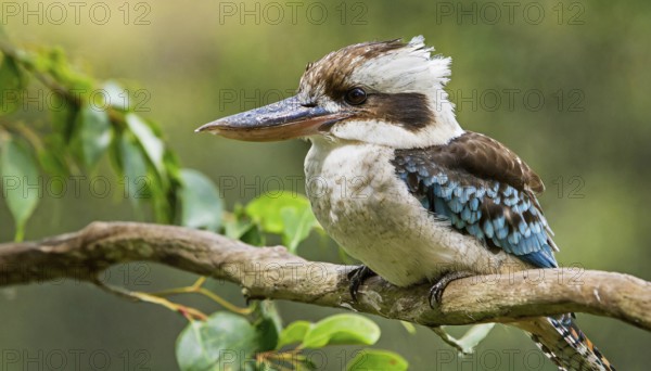 KI generated, animal, animals, bird, birds, biotope, habitat, perch, laughing han, kookaburra, blue-winged kookaburra (Dacelo leachii)
