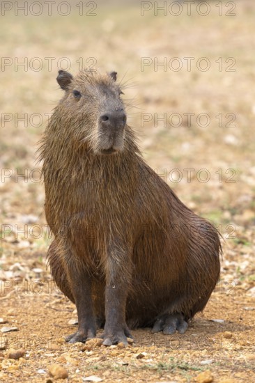 Capybara or capybara (Hydrochoerus hydrochaeris), frontal, eye contact, Pantanal, inland, wetland, UNESCO Biosphere Reserve, World Heritage Site, wetland biotope, Mato Grosso, Brazil, South America