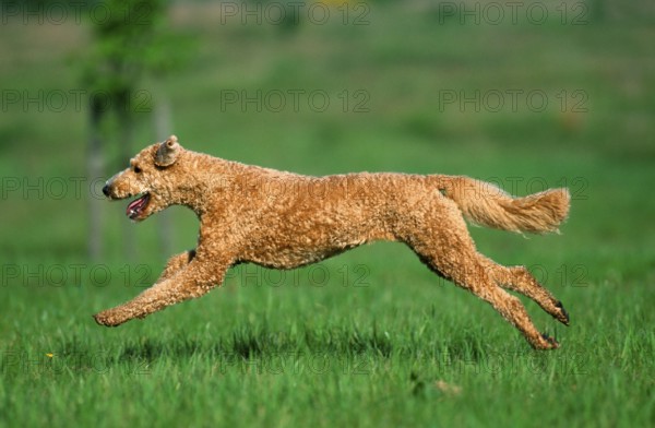 Standard poodle, apricot, shorn, side