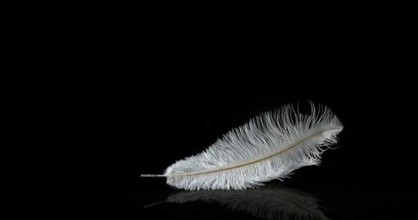 White Feather Falling against Black Background, Normandy