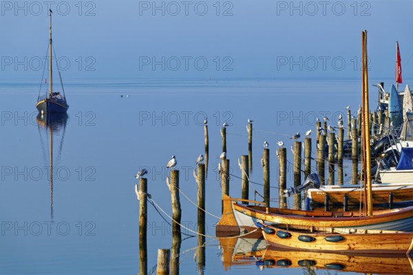 Single boat and seagulls on piles reflected in the calm blue water, Salzhaff with lagoon jetty, Rerik, Mecklenburg-Vorpommern, Germany, Europe