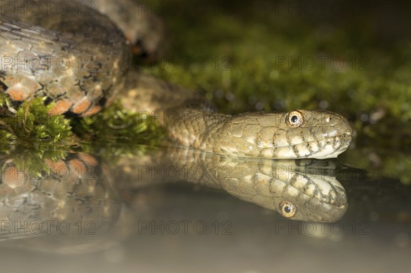 Reflection of the head of a dice snake in the water