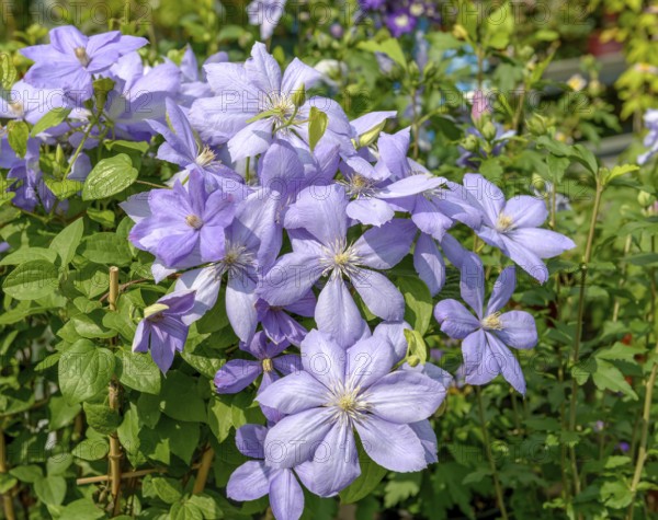 Clematis (Clematis 'Mrs Cholmondeley'), BHG, Federal Republic of Germany